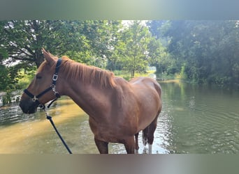 Más caballos de sangre fría, Caballo castrado, 11 años, 182 cm, Alazán