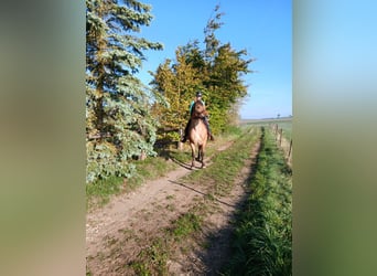 Más caballos de sangre fría, Caballo castrado, 12 años, 155 cm, Alazán
