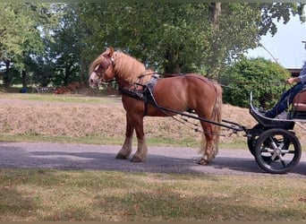 Más caballos de sangre fría, Caballo castrado, 12 años, 160 cm, Alazán