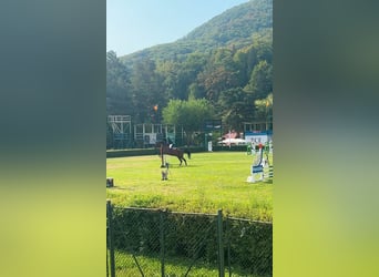 Más caballos de sangre fría, Caballo castrado, 12 años, 177 cm, Castaño