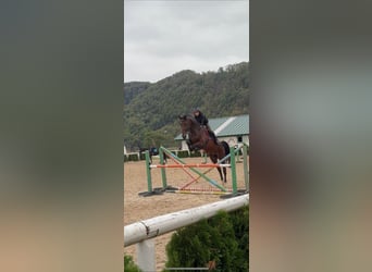 Más caballos de sangre fría, Caballo castrado, 12 años, 177 cm, Castaño