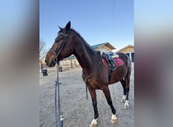 Más caballos de sangre fría, Caballo castrado, 12 años, 177 cm, Castaño