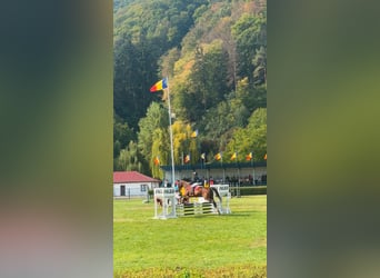 Más caballos de sangre fría, Caballo castrado, 12 años, 177 cm, Castaño