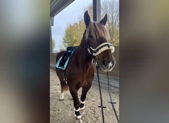 Más caballos de sangre fría, Caballo castrado, 13 años, 155 cm, Castaño