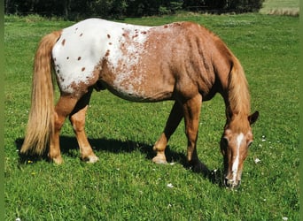 Más caballos de sangre fría Mestizo, Caballo castrado, 13 años, 175 cm, Alazán