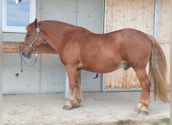 Más caballos de sangre fría Mestizo, Caballo castrado, 14 años, 157 cm, Alazán