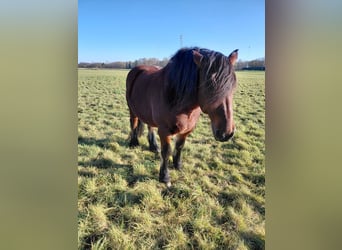 Más caballos de sangre fría, Caballo castrado, 15 años, 160 cm, Castaño