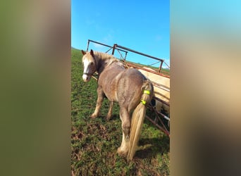 Más caballos de sangre fría, Caballo castrado, 21 años, 155 cm