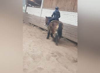 Más caballos de sangre fría, Caballo castrado, 22 años, 160 cm, Castaño