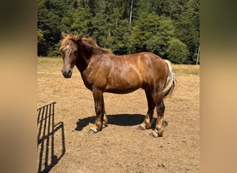 Más caballos de sangre fría Mestizo, Caballo castrado, 2 años, 155 cm