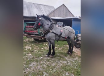 Más caballos de sangre fría, Caballo castrado, 2 años, Tordo