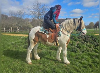 Más caballos de sangre fría, Caballo castrado, 3 años, 154 cm, Pío