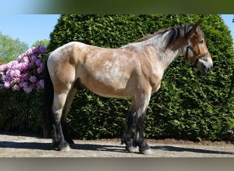 Más caballos de sangre fría, Caballo castrado, 3 años, 156 cm, Musgo marrón