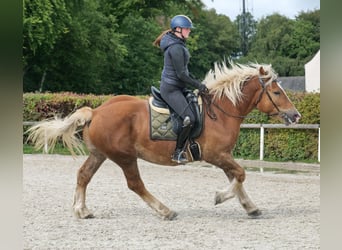 Más caballos de sangre fría, Caballo castrado, 3 años, 158 cm, Alazán