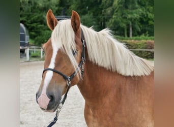 Más caballos de sangre fría, Caballo castrado, 3 años, 158 cm, Alazán