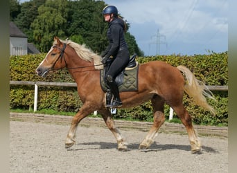 Más caballos de sangre fría, Caballo castrado, 3 años, 158 cm, Alazán