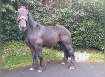 Más caballos de sangre fría, Caballo castrado, 3 años, 160 cm, Negro