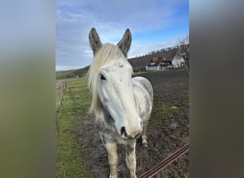 Más caballos de sangre fría Mestizo, Caballo castrado, 3 años, 160 cm, Pío