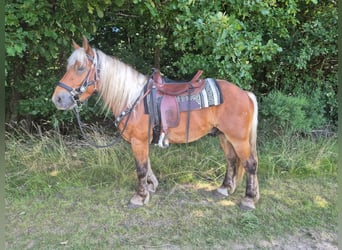 Más caballos de sangre fría, Caballo castrado, 4 años, 152 cm, Alazán-tostado