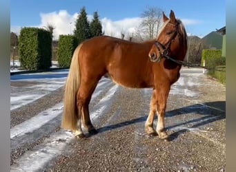 Más caballos de sangre fría Mestizo, Caballo castrado, 4 años, 153 cm, Alazán
