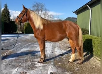 Más caballos de sangre fría Mestizo, Caballo castrado, 4 años, 153 cm, Alazán