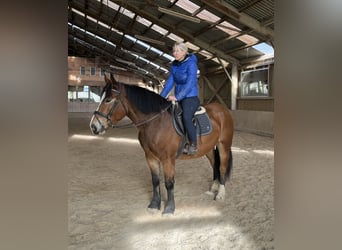 Más caballos de sangre fría Mestizo, Caballo castrado, 4 años, 155 cm, Castaño
