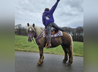 Más caballos de sangre fría, Caballo castrado, 4 años, 156 cm, Alazán-tostado