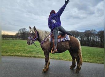 Más caballos de sangre fría, Caballo castrado, 4 años, 156 cm, Alazán-tostado