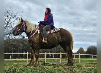 Más caballos de sangre fría, Caballo castrado, 4 años, 156 cm, Alazán-tostado