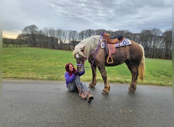 Más caballos de sangre fría, Caballo castrado, 4 años, 156 cm, Alazán-tostado