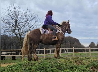 Más caballos de sangre fría, Caballo castrado, 4 años, 156 cm, Alazán-tostado