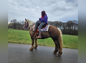 Más caballos de sangre fría, Caballo castrado, 4 años, 156 cm, Alazán-tostado