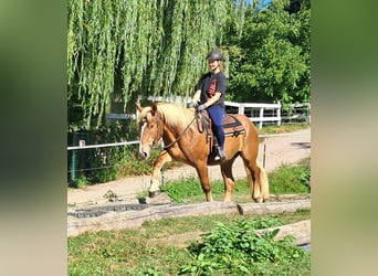 Más caballos de sangre fría, Caballo castrado, 4 años, 157 cm, Alazán