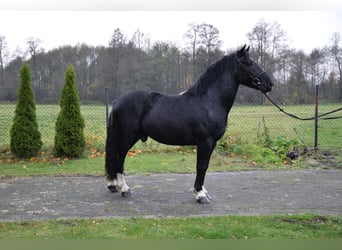 Más caballos de sangre fría Mestizo, Caballo castrado, 4 años, 157 cm, Negro