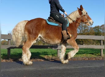 Más caballos de sangre fría, Caballo castrado, 4 años, 158 cm, Alazán