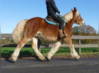 Más caballos de sangre fría, Caballo castrado, 4 años, 158 cm, Alazán