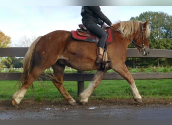 Más caballos de sangre fría, Caballo castrado, 4 años, 158 cm, Alazán