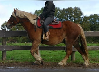 Más caballos de sangre fría, Caballo castrado, 4 años, 158 cm, Alazán