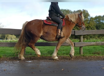 Más caballos de sangre fría, Caballo castrado, 4 años, 158 cm, Alazán