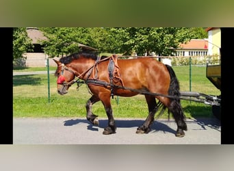 Más caballos de sangre fría, Caballo castrado, 4 años, 160 cm, Castaño