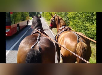 Más caballos de sangre fría, Caballo castrado, 4 años, 160 cm, Castaño