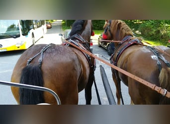 Más caballos de sangre fría, Caballo castrado, 4 años, 160 cm, Castaño