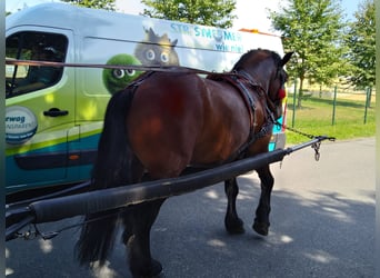 Más caballos de sangre fría, Caballo castrado, 4 años, 160 cm, Castaño