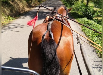 Más caballos de sangre fría, Caballo castrado, 4 años, 160 cm, Castaño