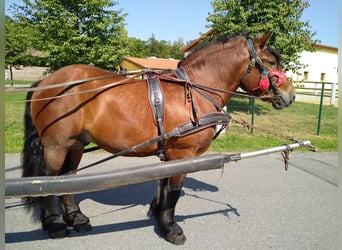 Más caballos de sangre fría, Caballo castrado, 4 años, 160 cm, Castaño