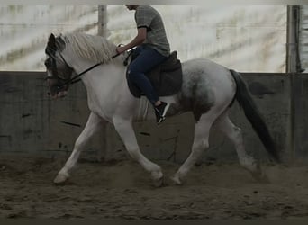 Más caballos de sangre fría, Caballo castrado, 4 años, 160 cm, Pío