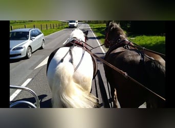 Más caballos de sangre fría, Caballo castrado, 4 años, 162 cm, Pío