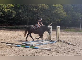 Más caballos de sangre fría, Caballo castrado, 4 años, 162 cm, Tordillo negro