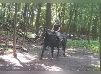 Más caballos de sangre fría, Caballo castrado, 4 años, 162 cm, Tordillo negro