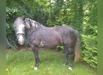 Más caballos de sangre fría, Caballo castrado, 4 años, 162 cm, Tordillo negro